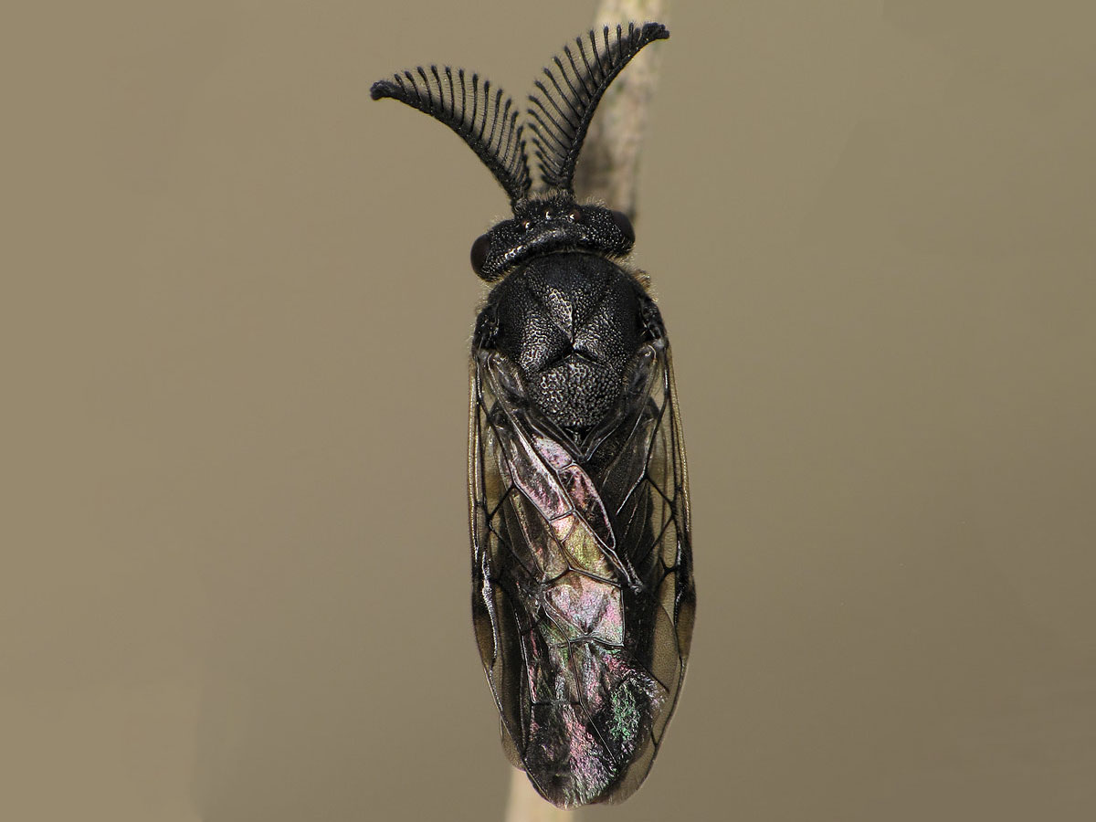 Обикновена борова листна оса