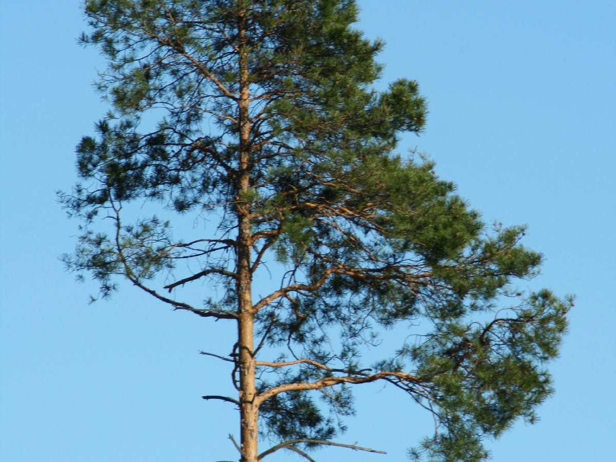 Бял бор — Pinus sylvestris