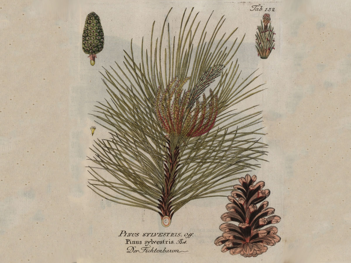 Бял бор — Pinus sylvestris
