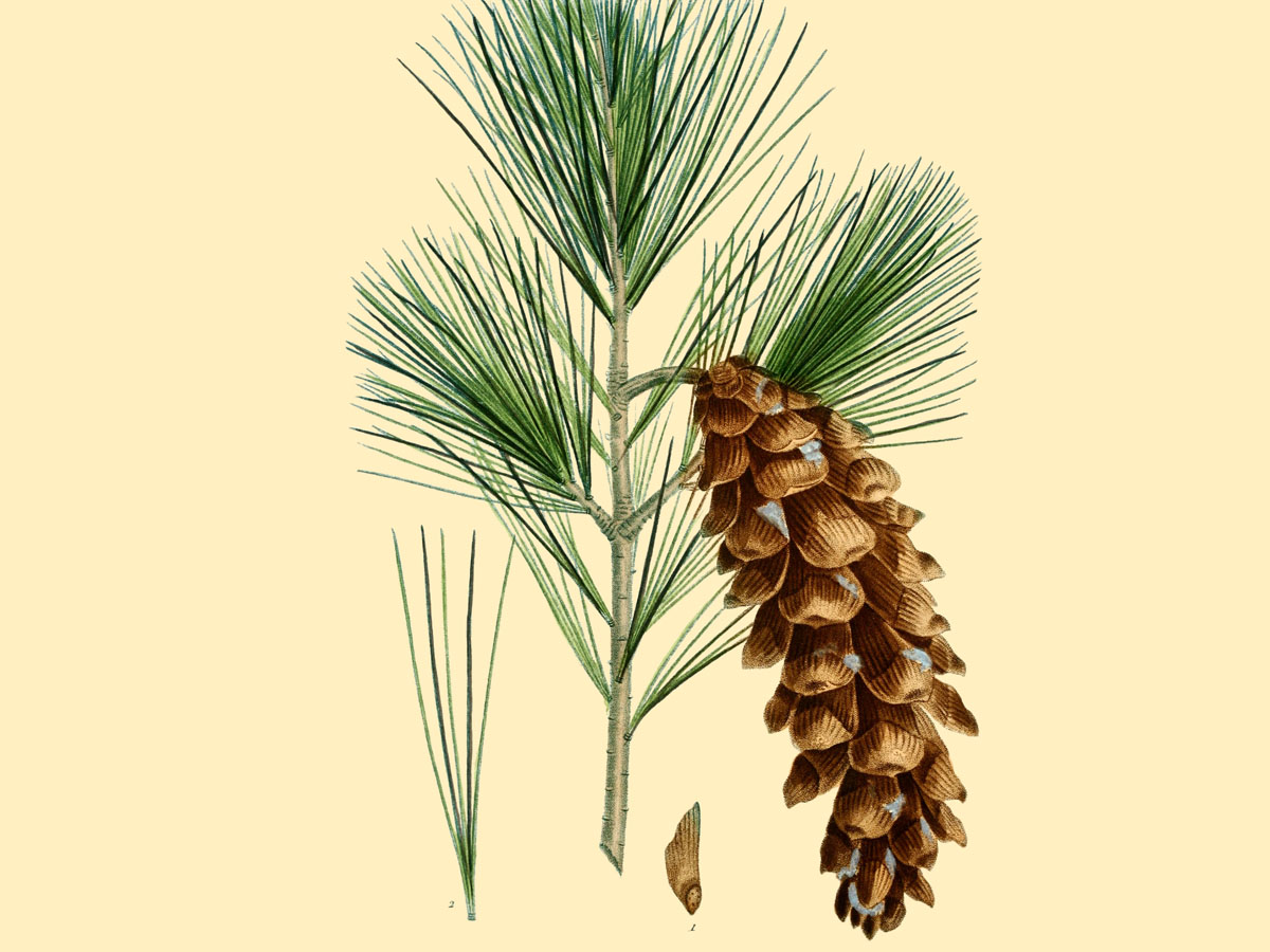 Веймутов бор — Pinus strobus