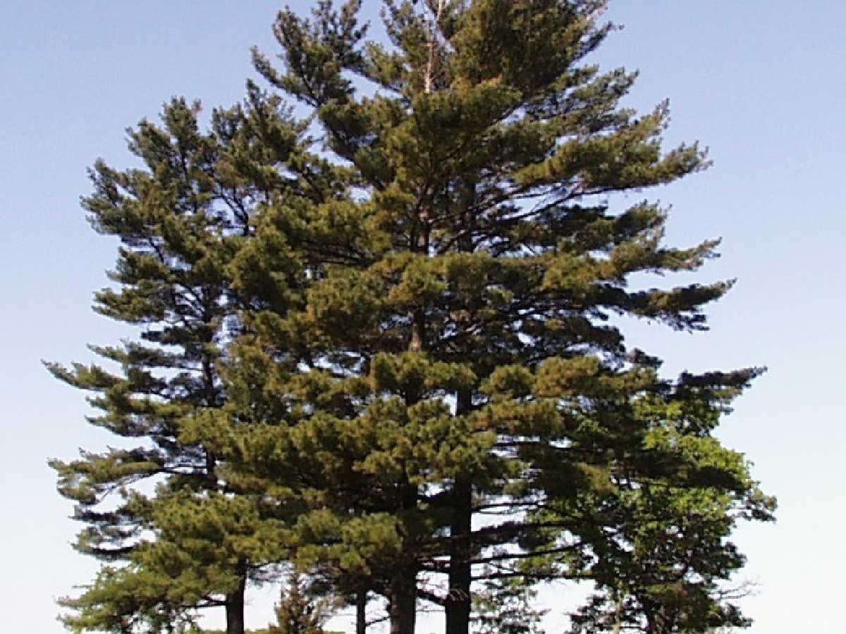Веймутов бор — Pinus strobus
