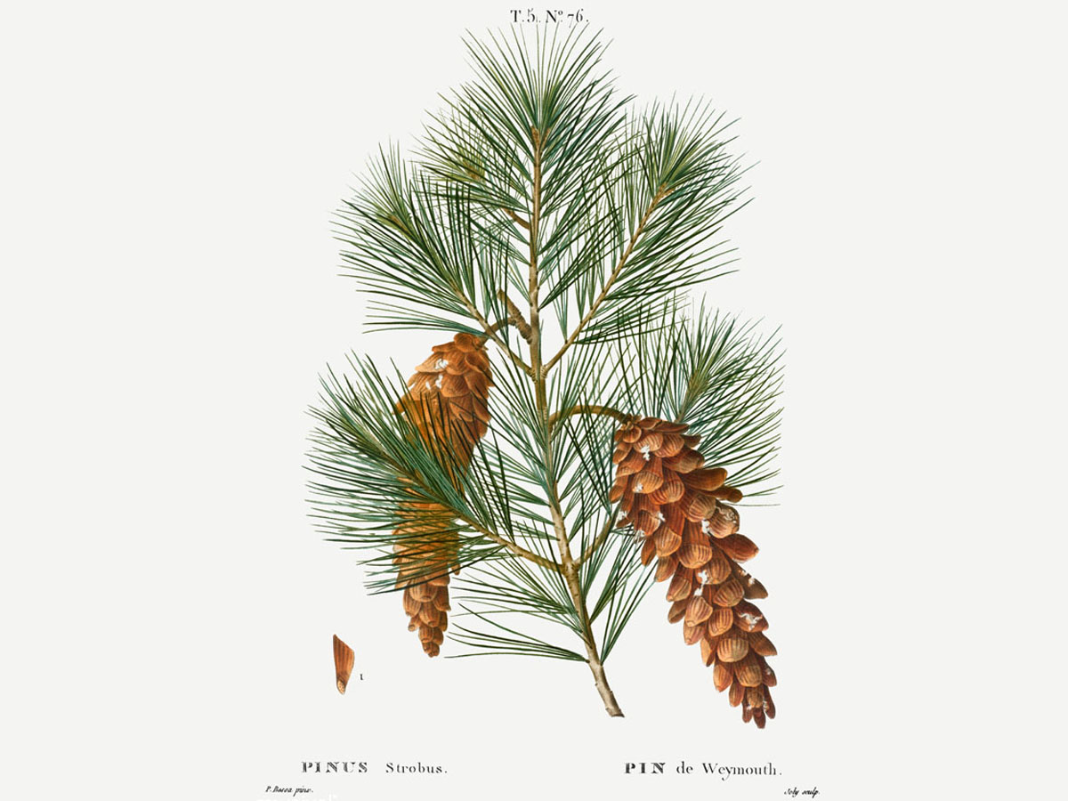 Веймутов бор — Pinus strobus