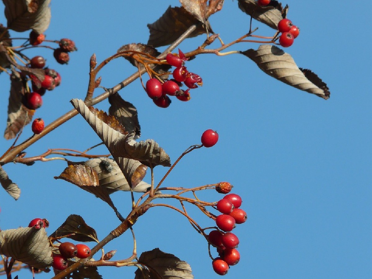 Мукина — Sorbus aria