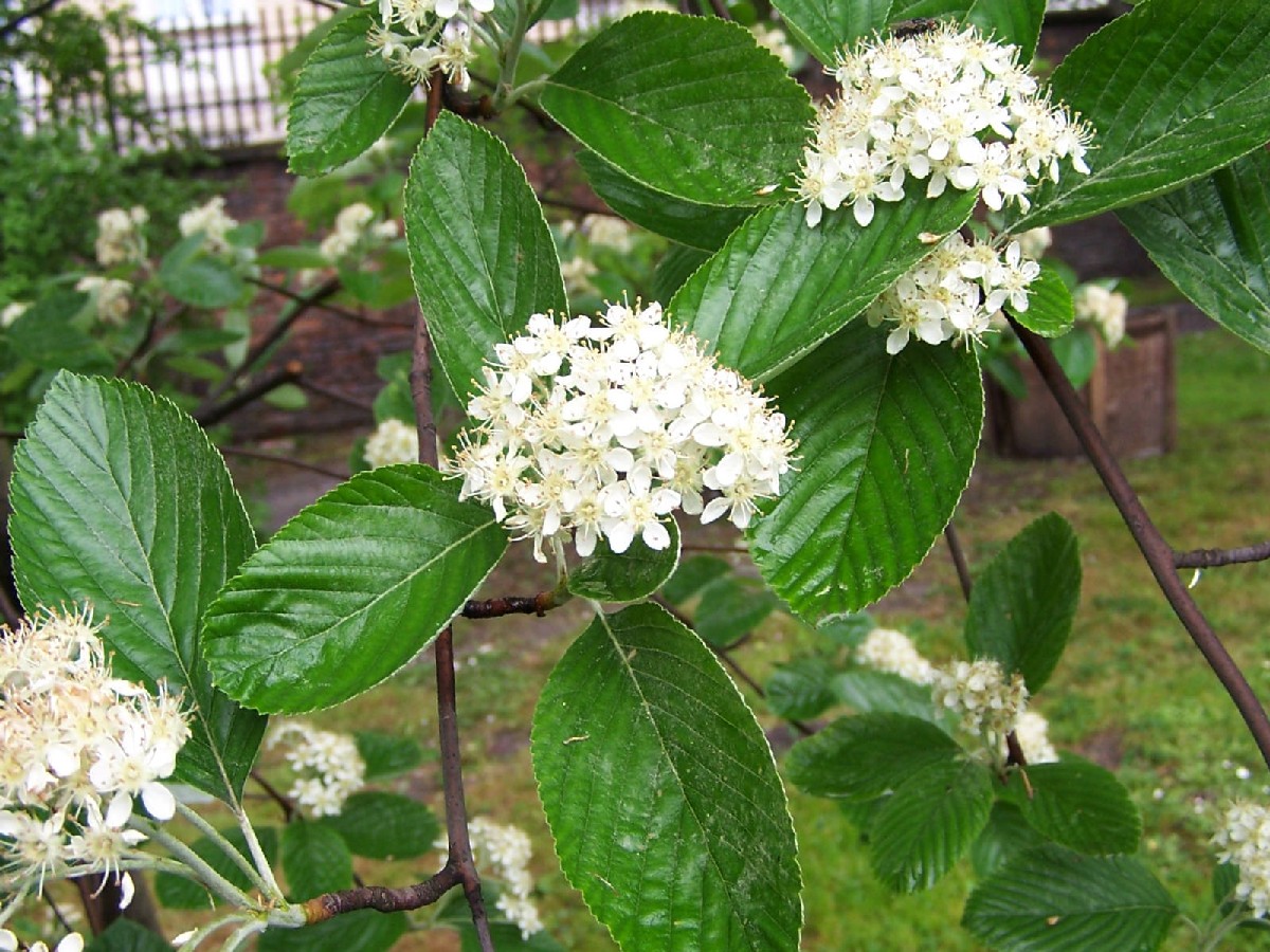 Мукина — Sorbus aria