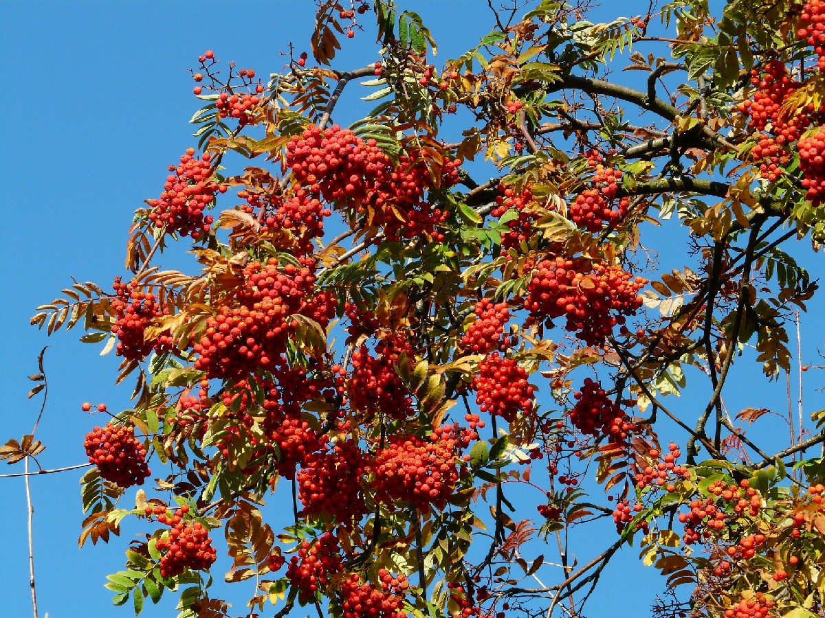Офика — Sorbus aucuparia