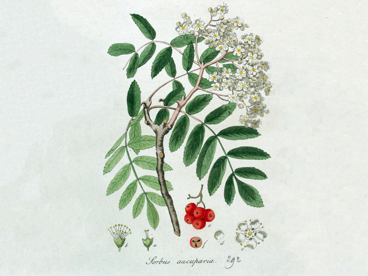 Офика — Sorbus aucuparia