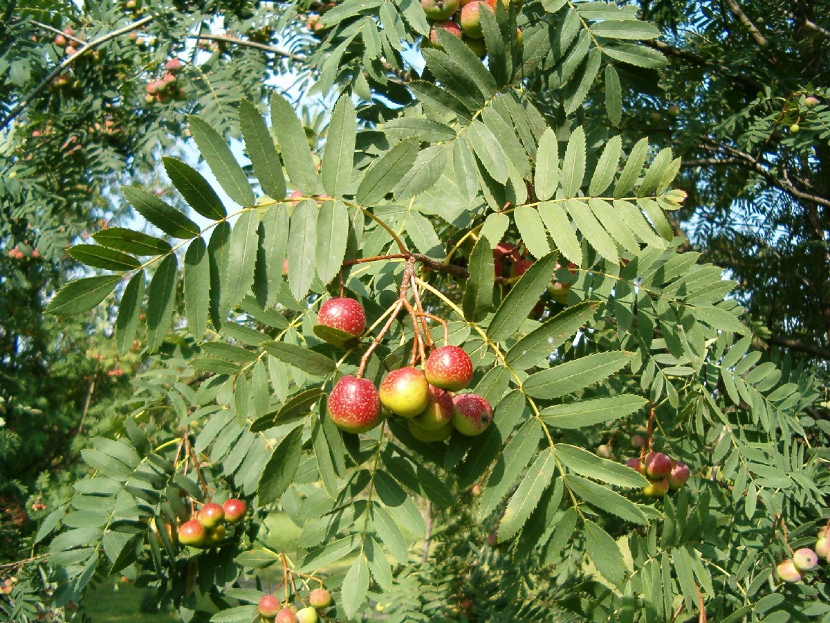Скоруша — Cormus domestica