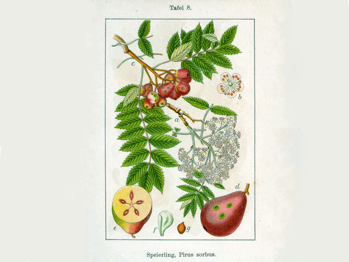 Скоруша — Cormus domestica