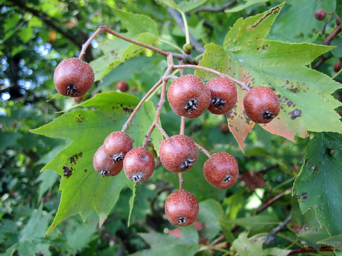 Брекина — Torminalis glaberrima