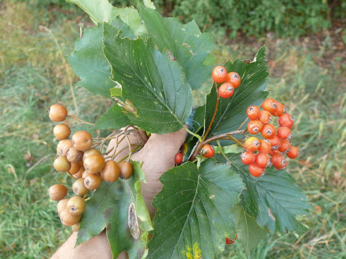 Брекина — Torminalis glaberrima