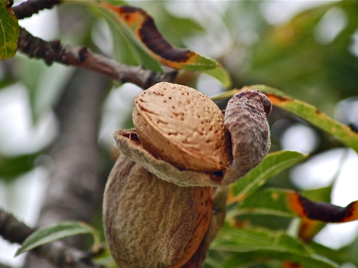 Бадем — Prunus dulcis