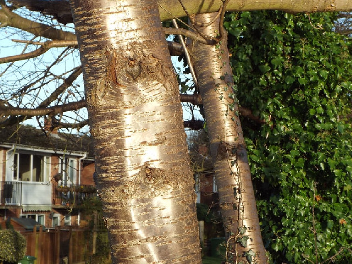 Дива череша — Prunus avium