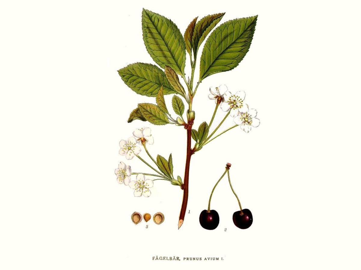 Дива череша — Prunus avium
