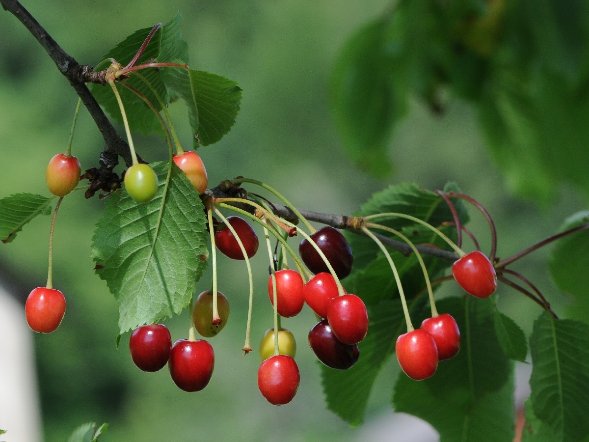 Вишна — Prunus cerasus