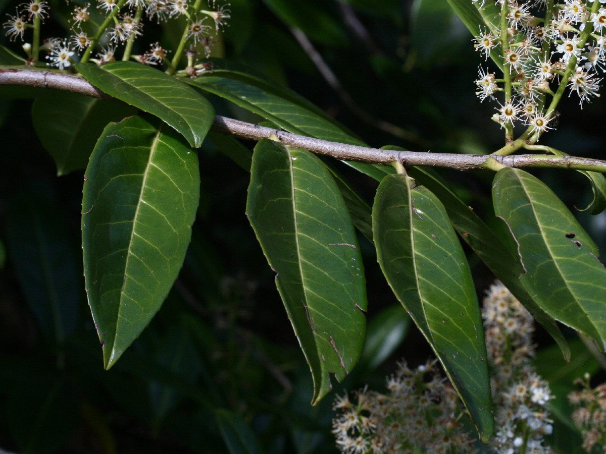 Лавровишна — Prunus laurocerasus