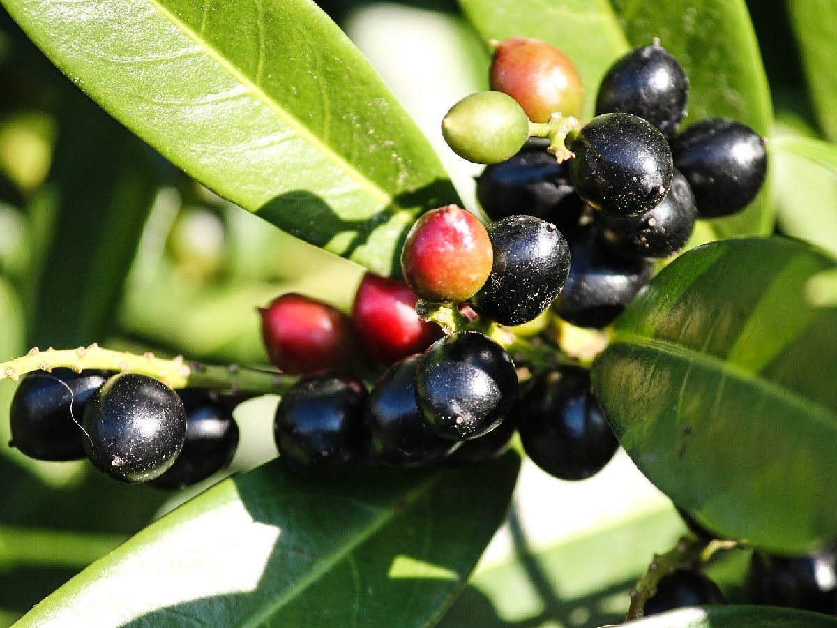 Лавровишна — Prunus laurocerasus
