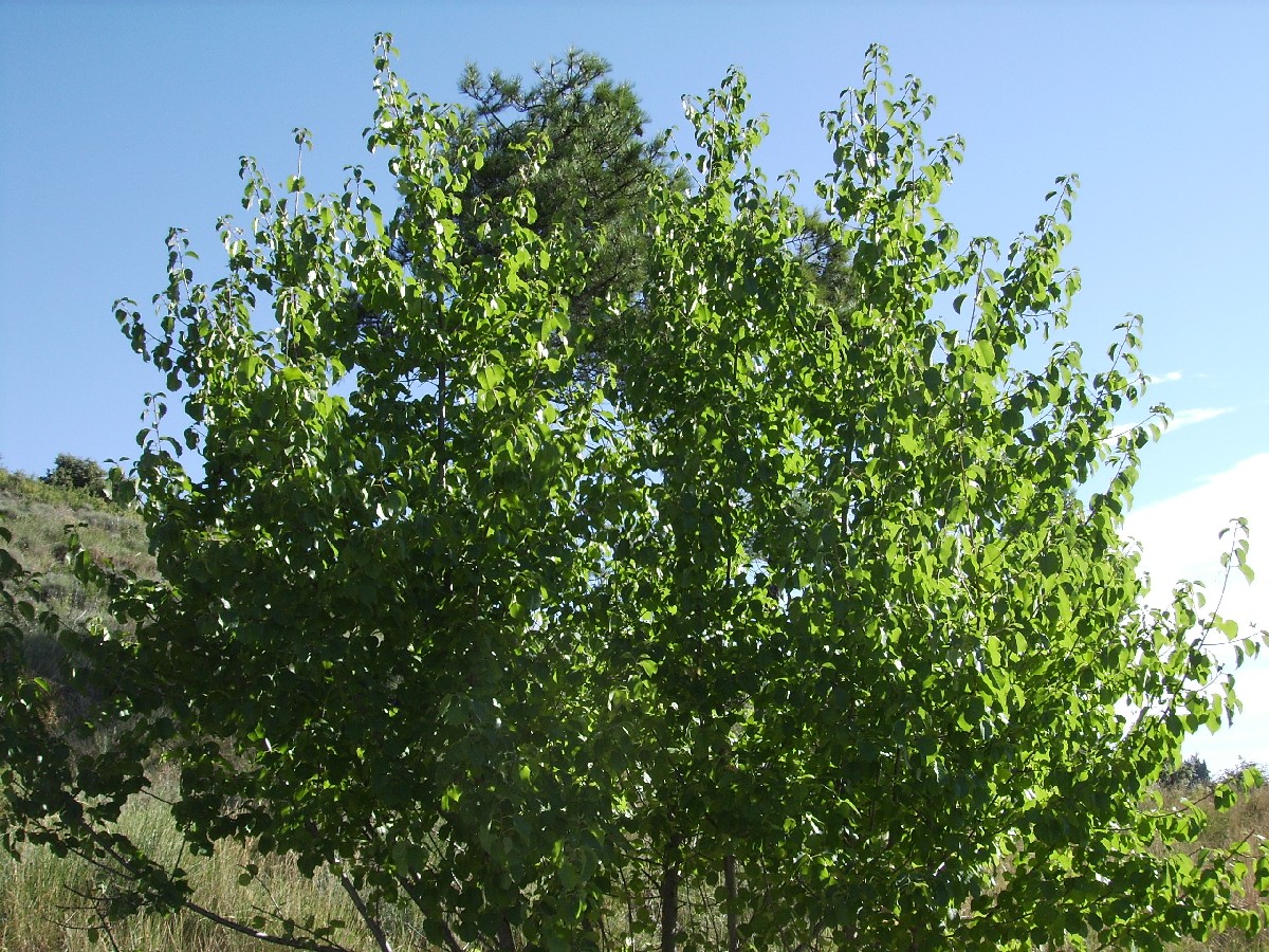 Махалебка — Prunus mahaleb