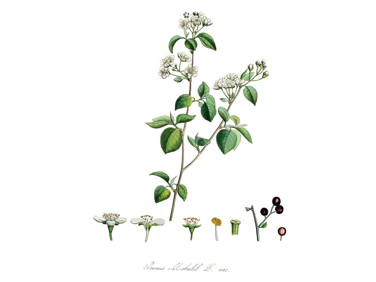 Махалебка — Prunus mahaleb