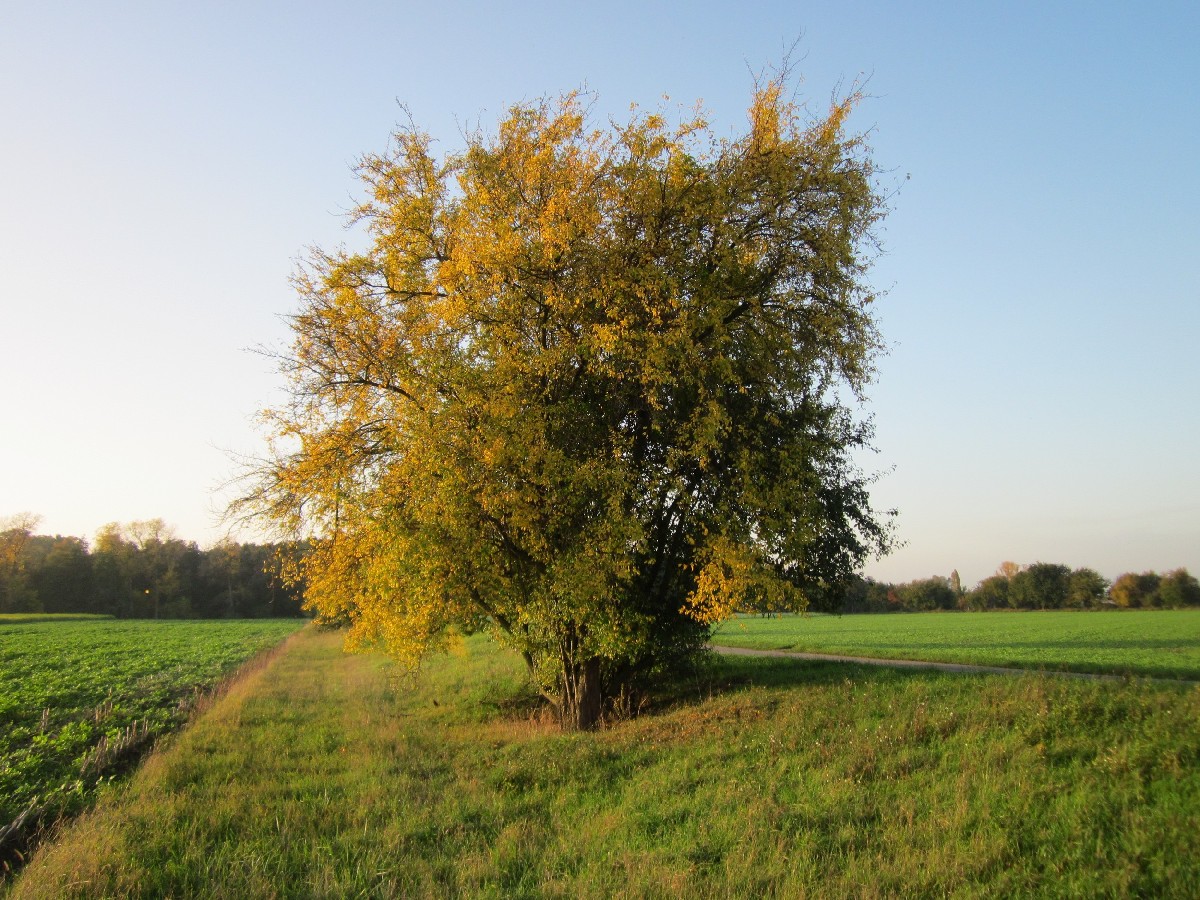 Джанка — Prunus cerasifera
