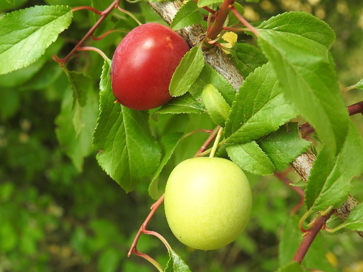 Джанка — Prunus cerasifera