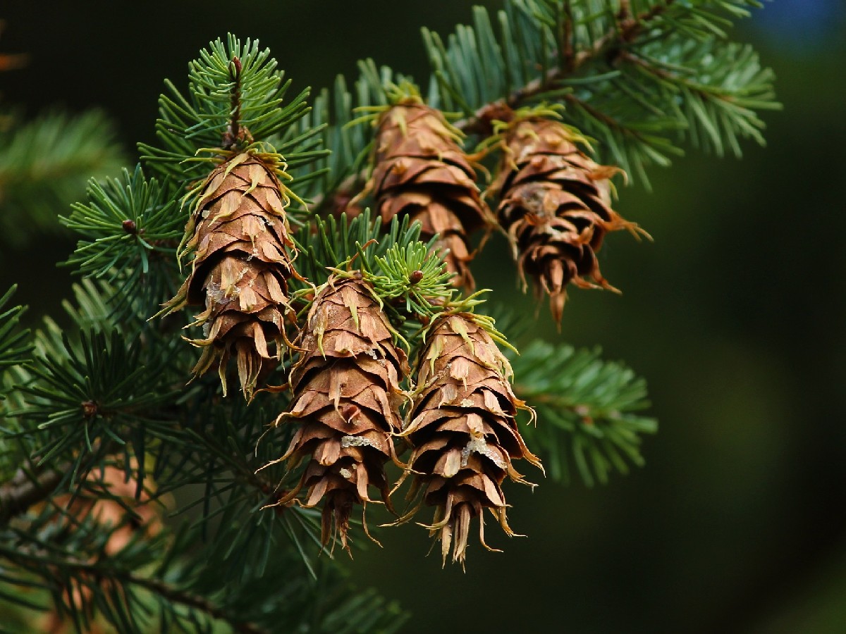 Дугласка ела — Pseudotsuga menziesii