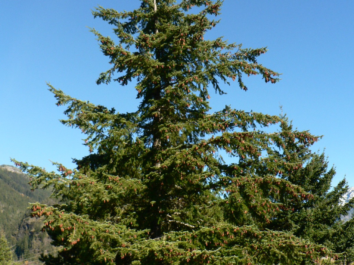 Дугласка ела — Pseudotsuga menziesii
