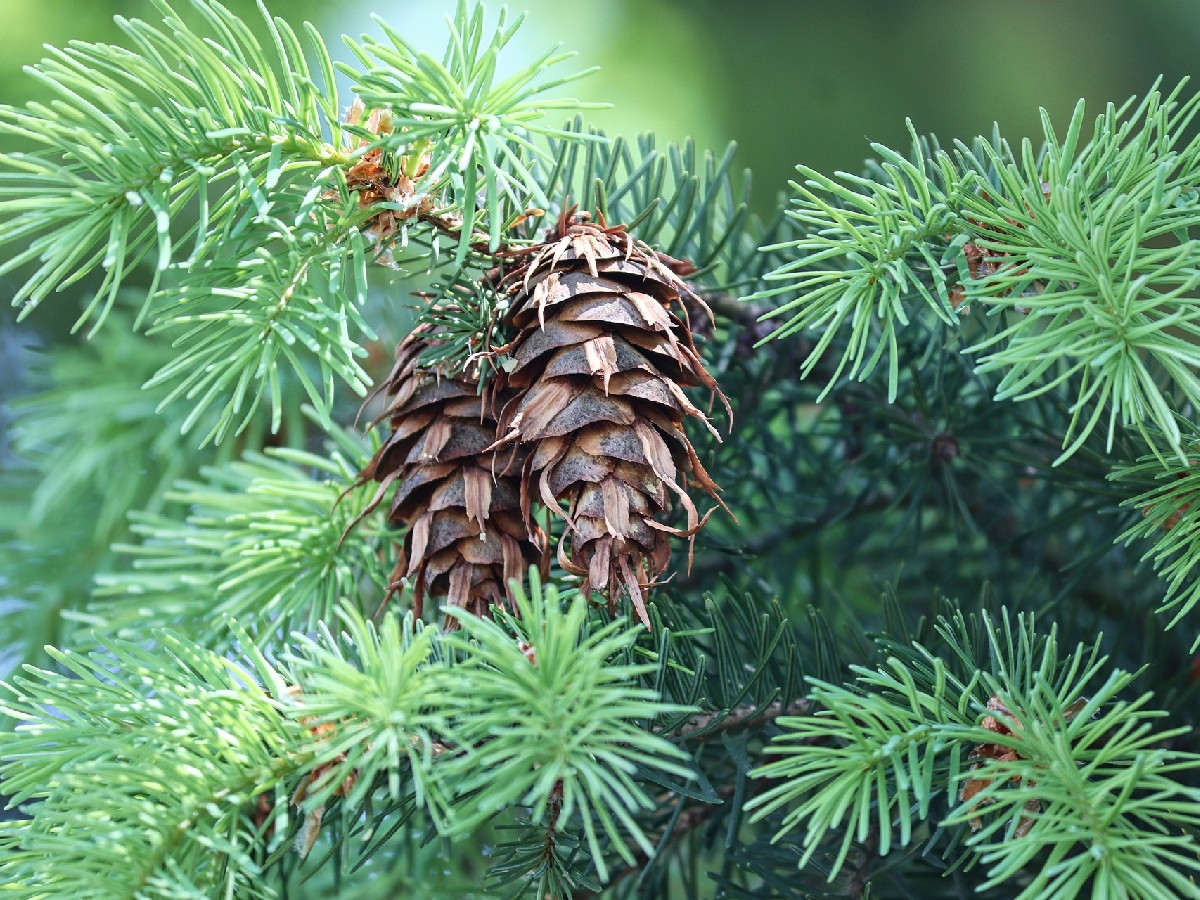 Дугласка ела — Pseudotsuga menziesii