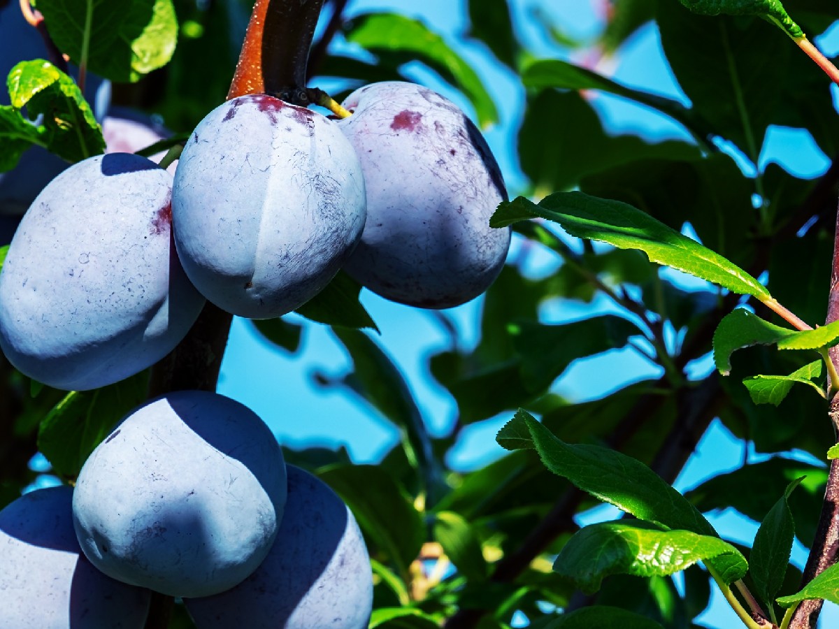 Слива — Prunus domestica subsp. insititia
