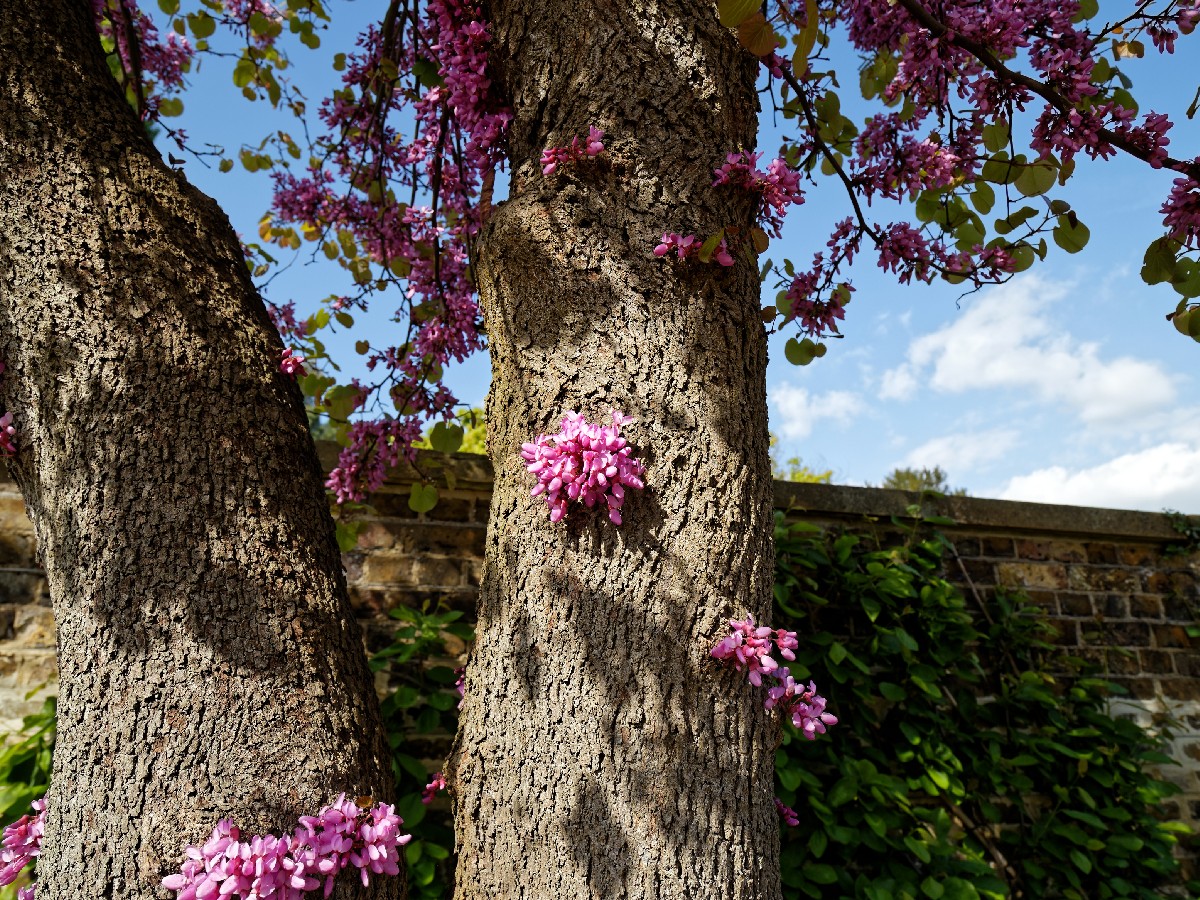 Див рожков/Церцис — Cercis siliquastrum