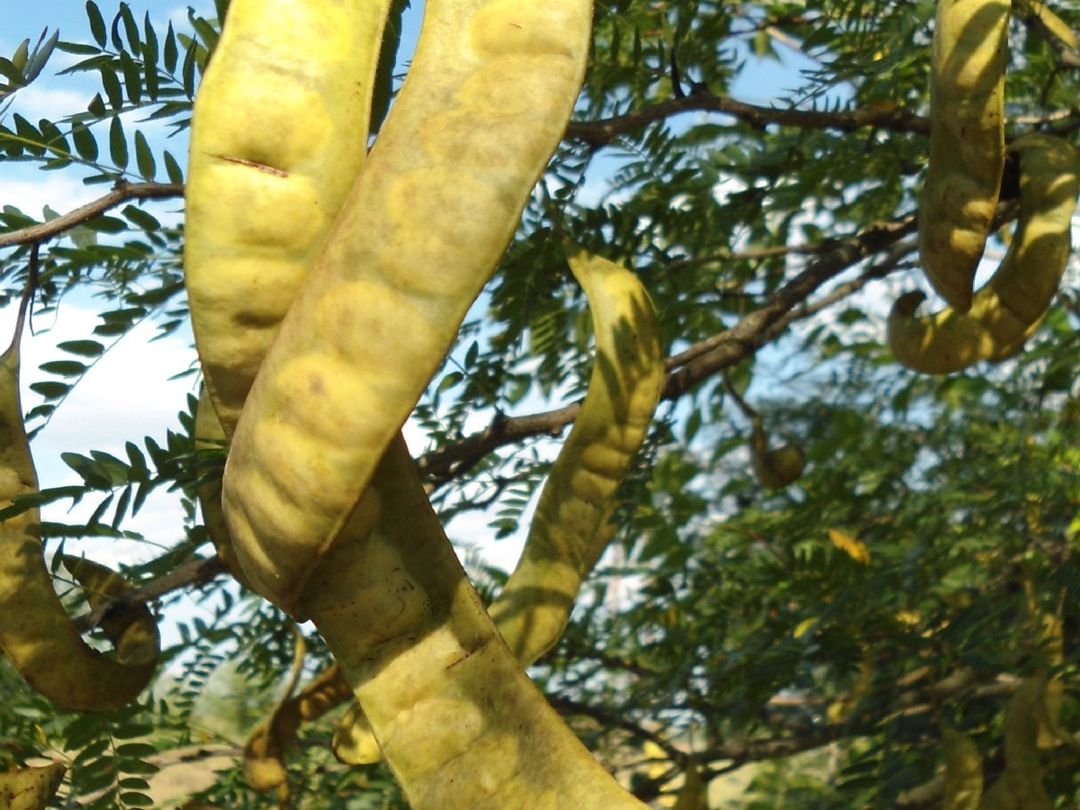 Обикновена гледичия — Gleditsia triacanthos
