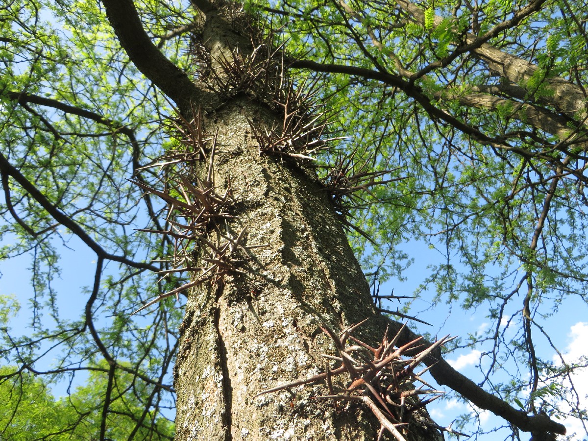 Обикновена гледичия — Gleditsia triacanthos