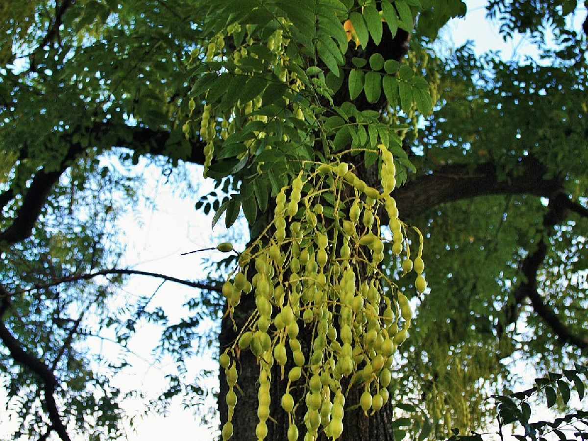 Японска акация — Styphnolobium japonicum