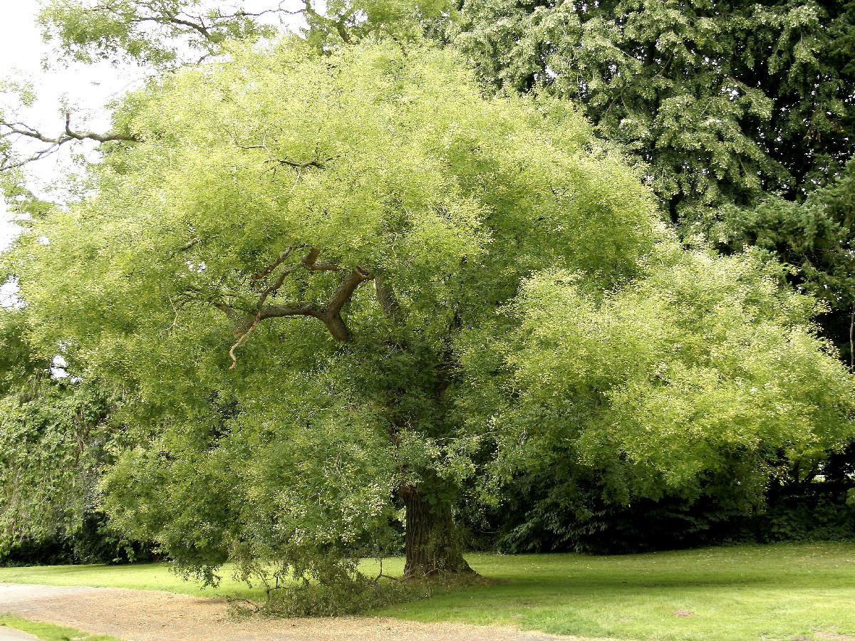 Японска акация — Styphnolobium japonicum