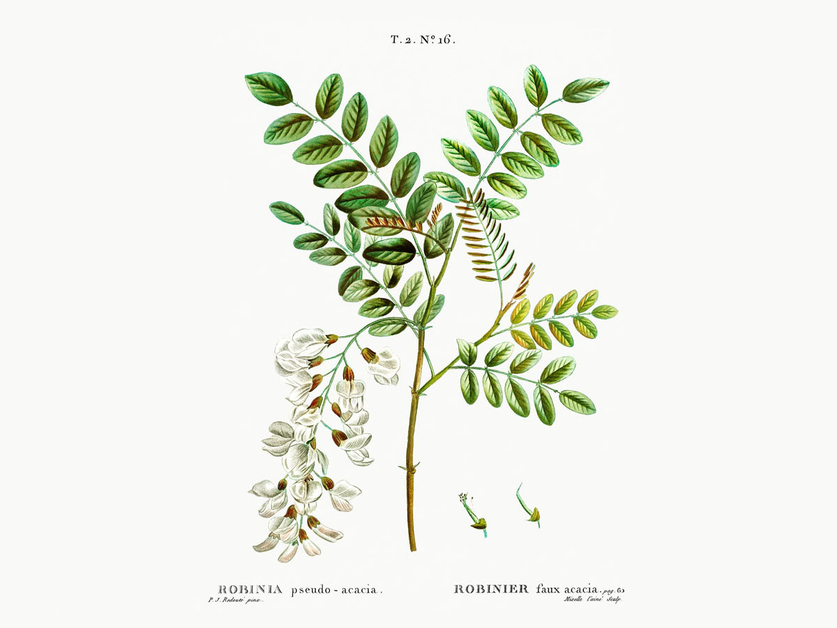 Бяла акация — Robinia pseudoacacia