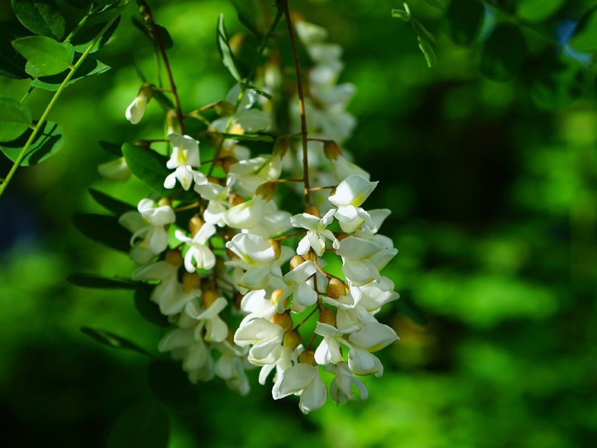 Бяла акация — Robinia pseudoacacia