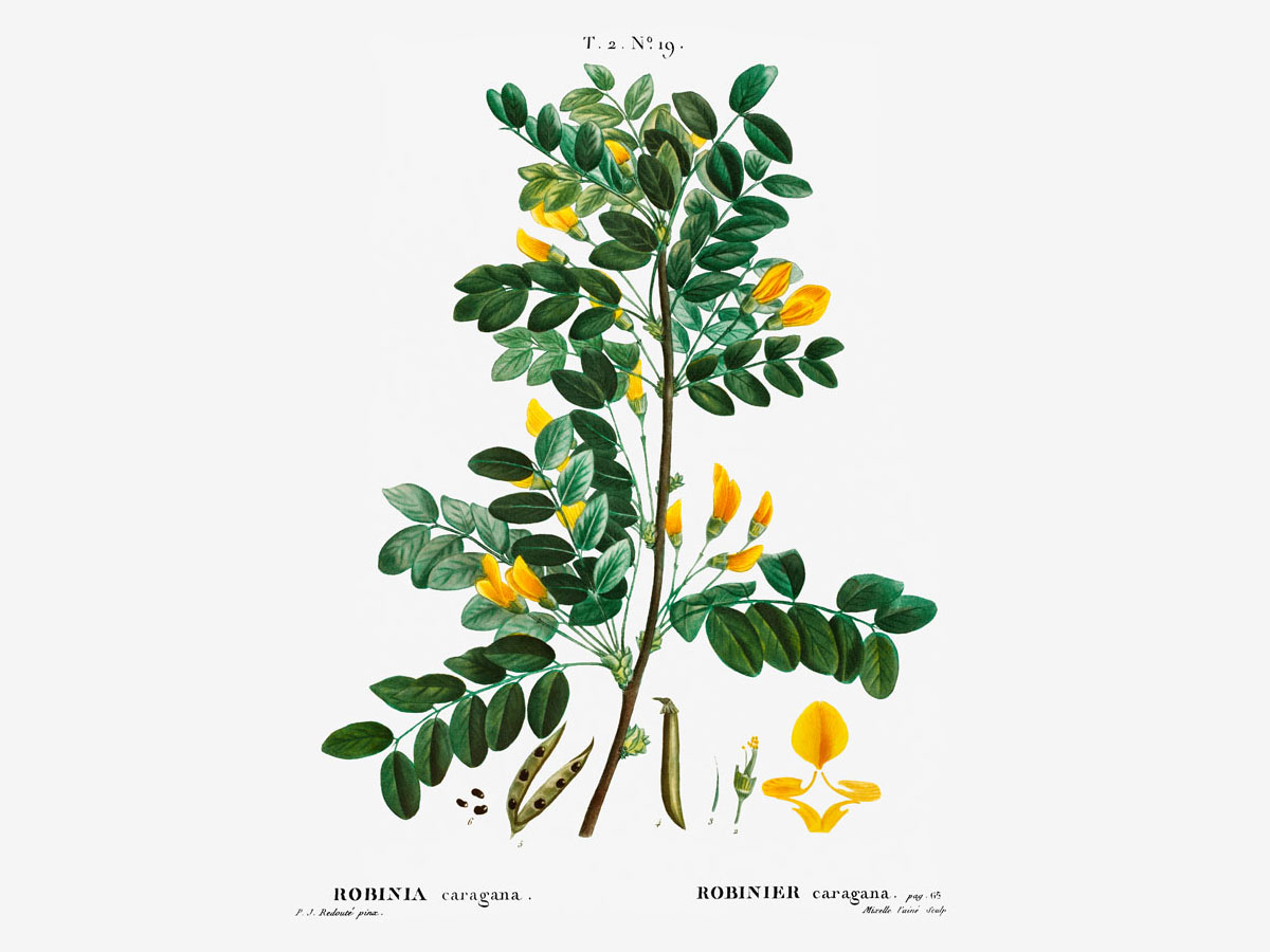 Жълта акация — Caragana arborescens
