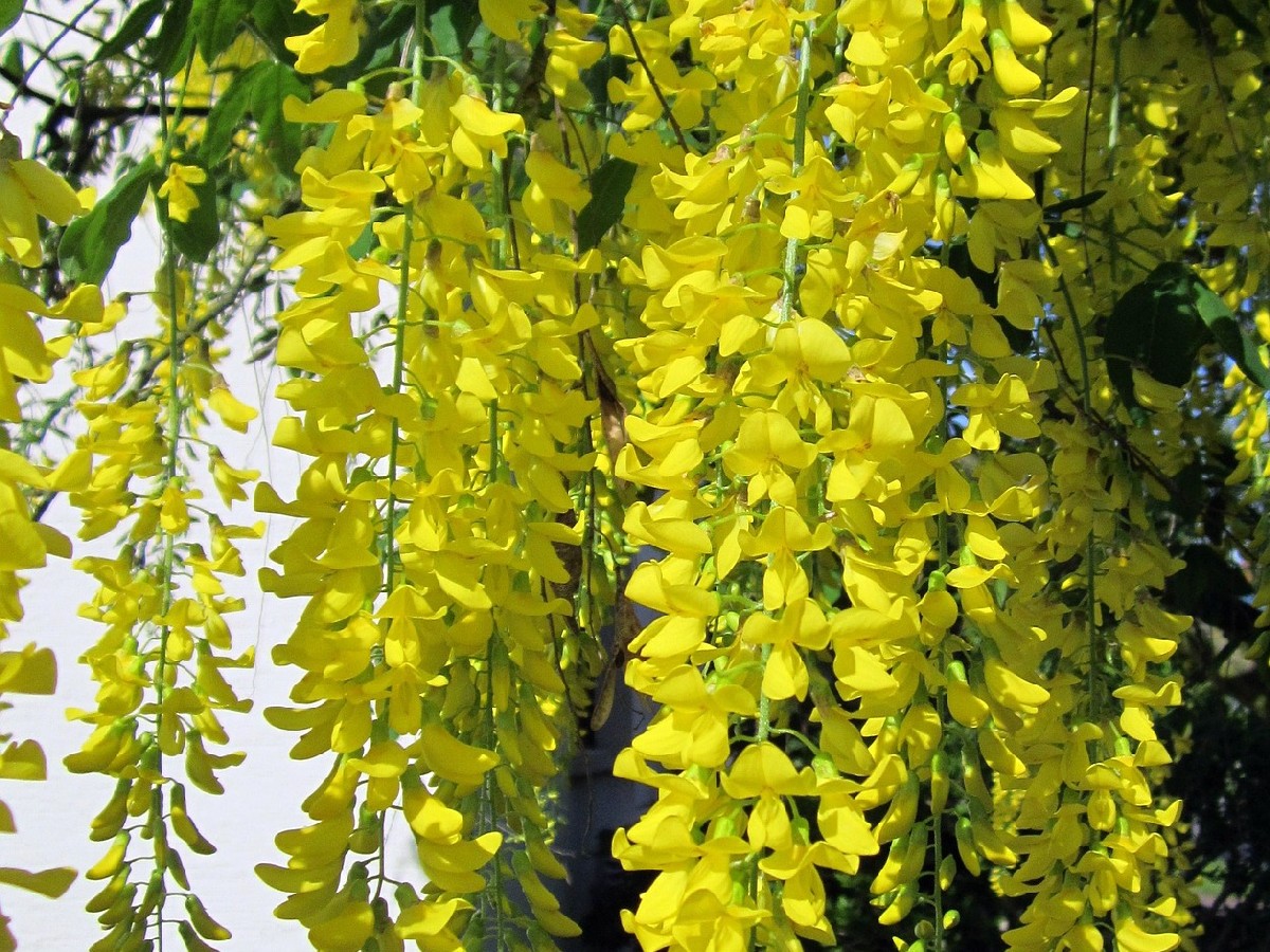 Златен дъжд — Laburnum anagyroides