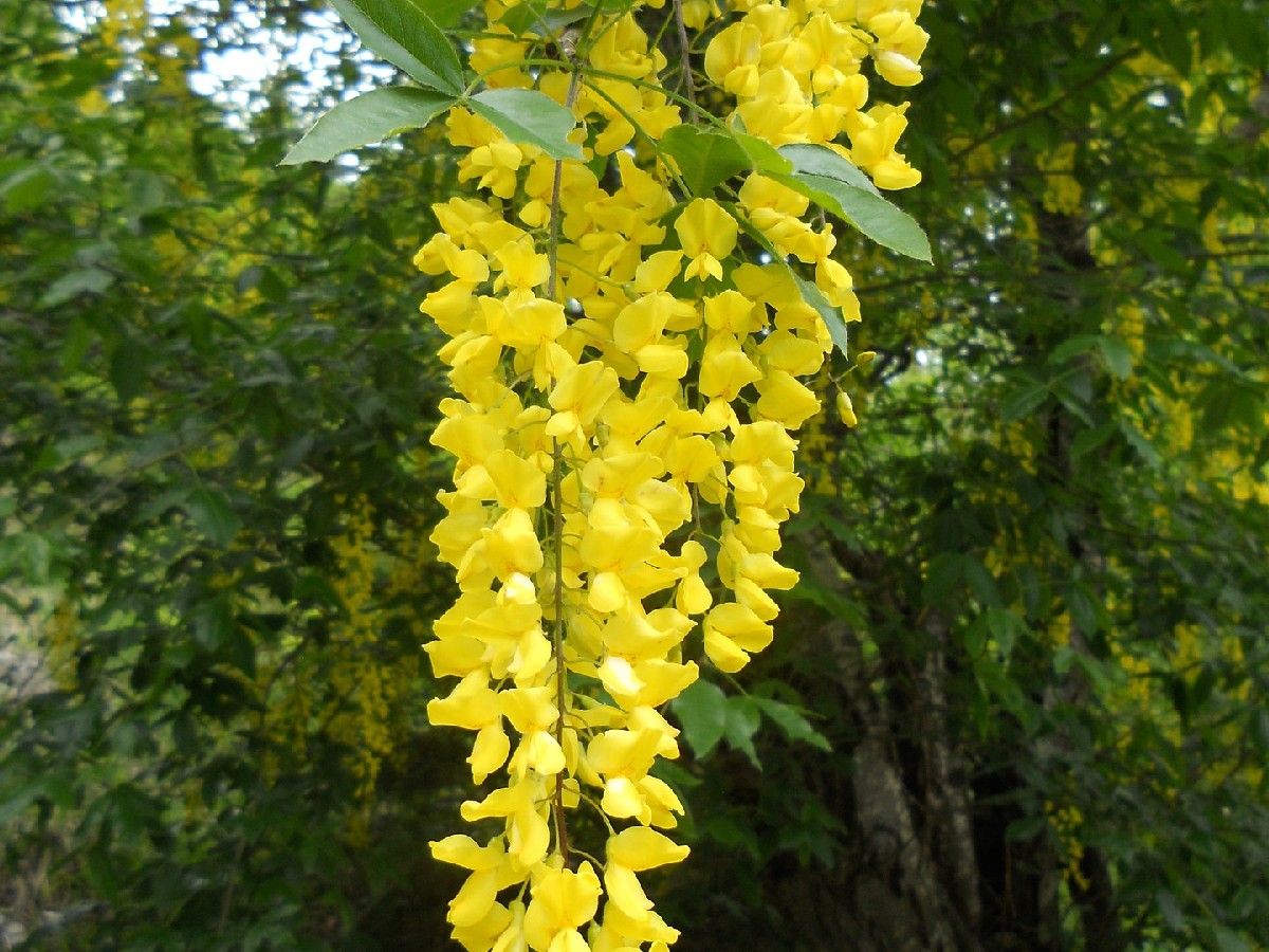 Златен дъжд — Laburnum anagyroides