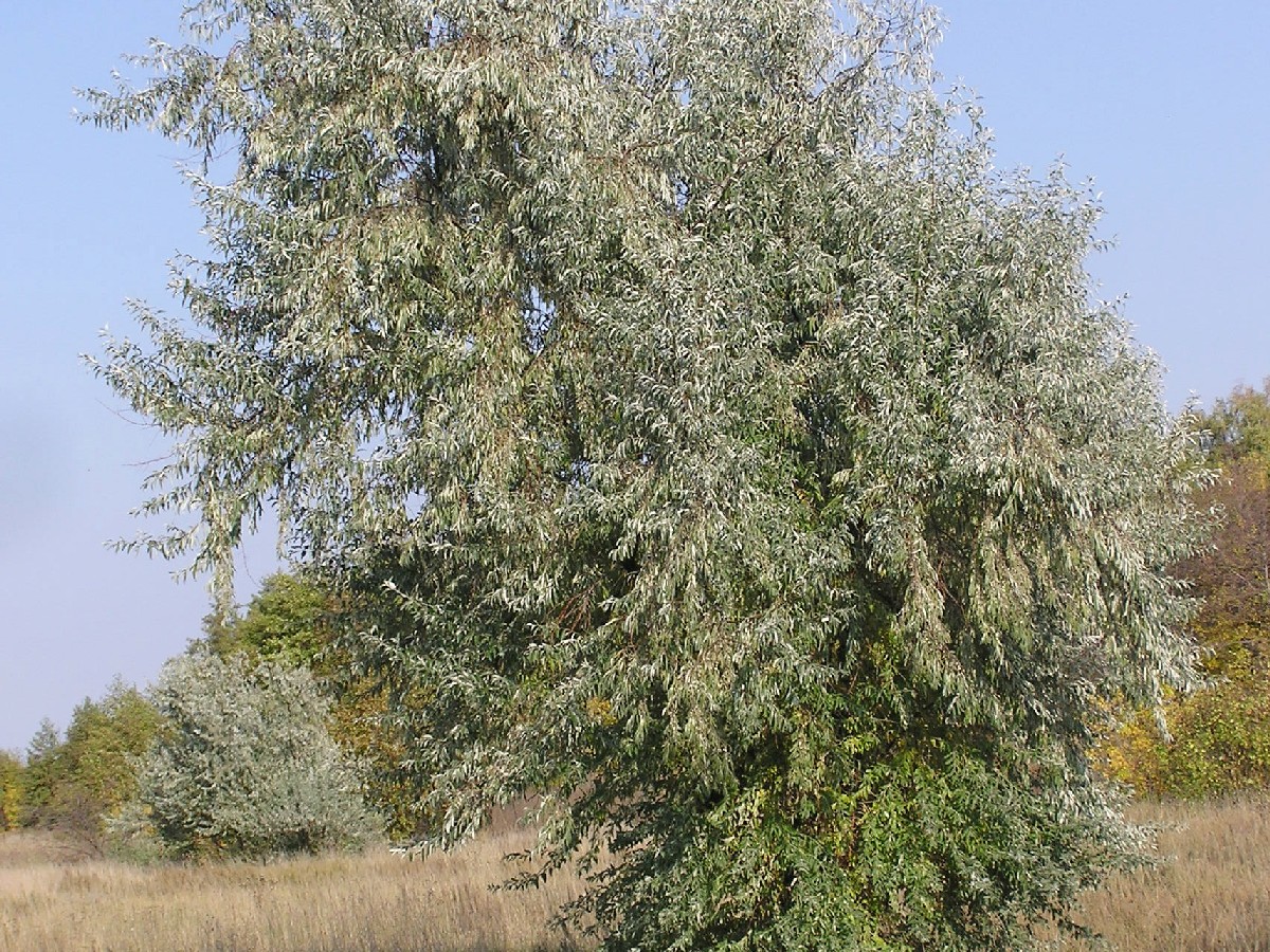Миризлива върба — Elaeagnus angustifolia