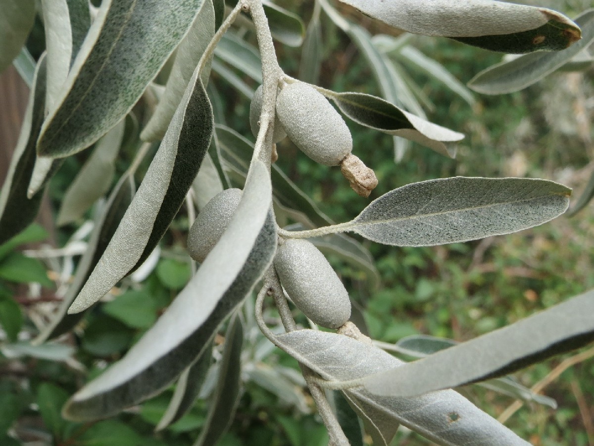 Миризлива върба — Elaeagnus angustifolia