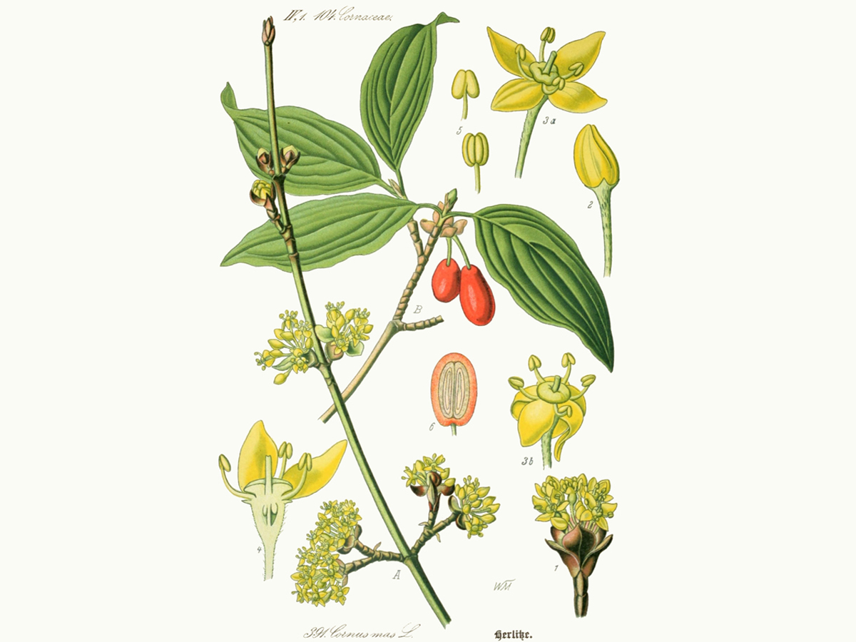 Обикновен дрян — Cornus mas