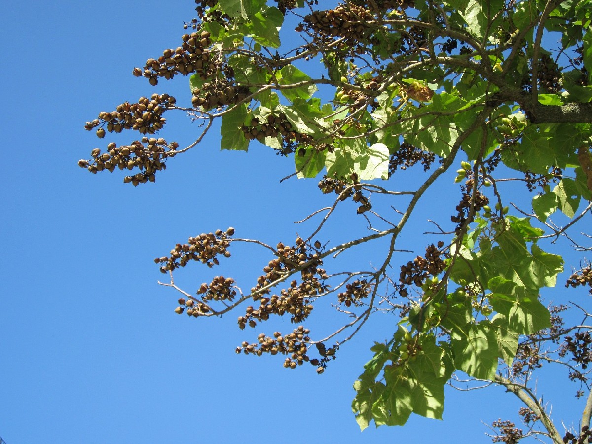 Пауловния — Paulownia tomentosa