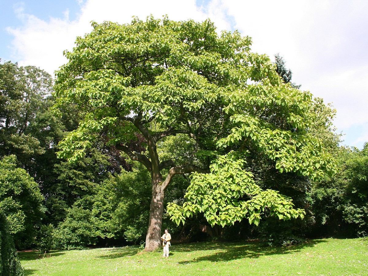 Пауловния — Paulownia tomentosa