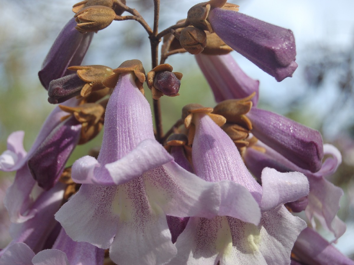 Пауловния — Paulownia tomentosa