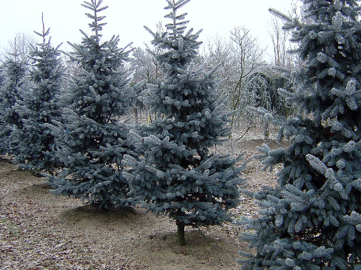 Сребрист смърч — Picea pungens