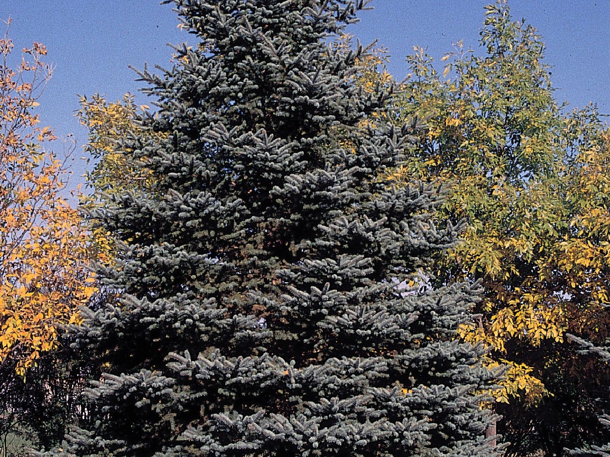 Сребрист смърч — Picea pungens