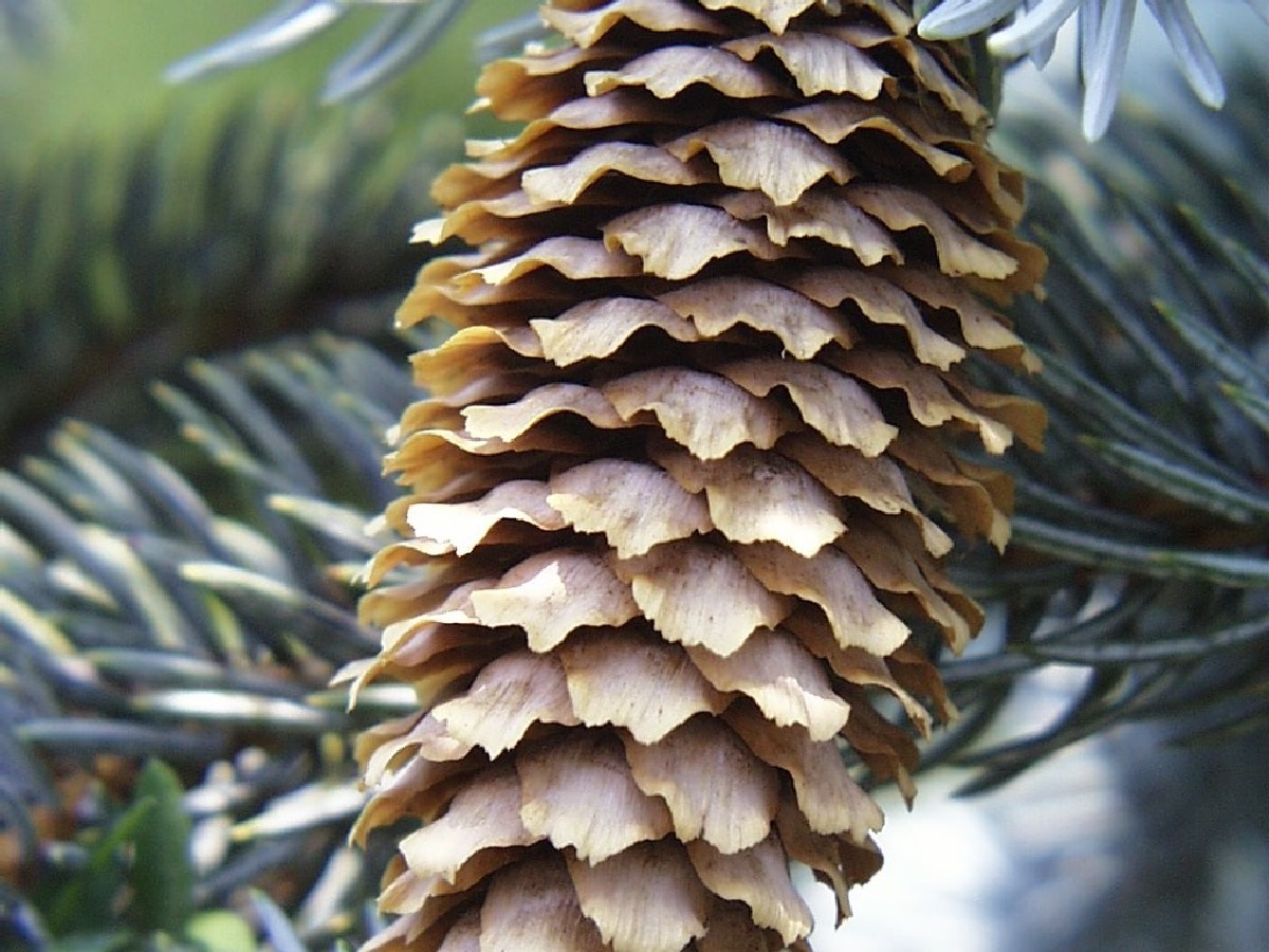 Сребрист смърч — Picea pungens