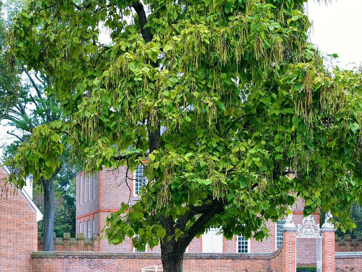 Каталпа — Catalpa bignonioides