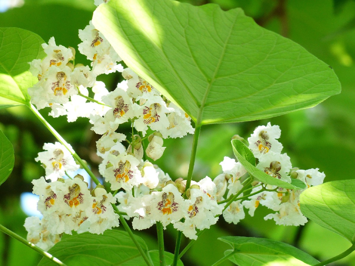 Каталпа — Catalpa bignonioides