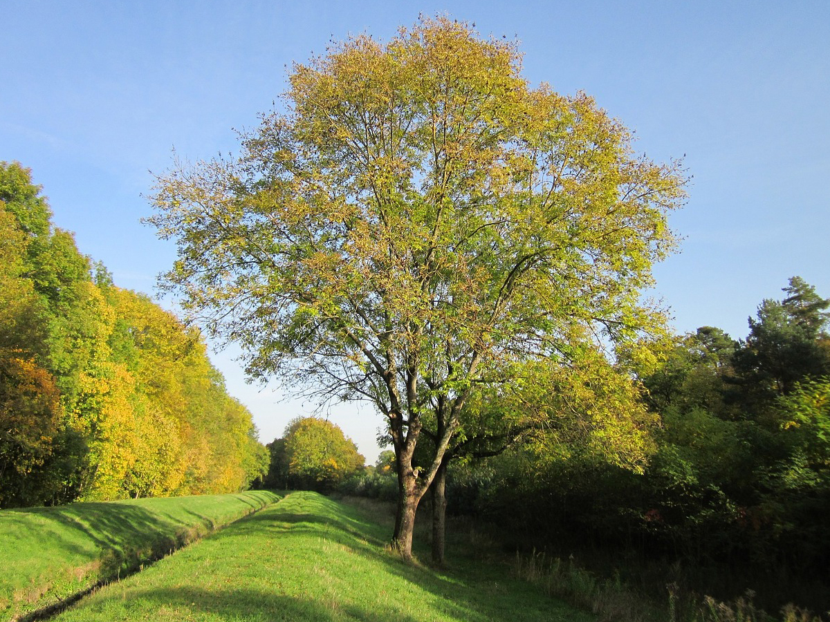 Планински ясен — Fraxinus excelsior